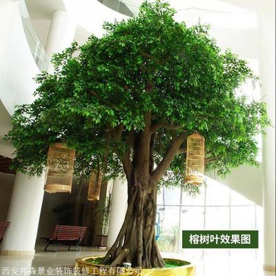 仿真榕樹廠家 批發(fā)制作各種仿真榕樹 免費仿真樹設計